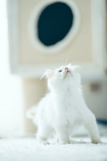 The Early Days: Kittenhood's Importance (image credits: pexels)