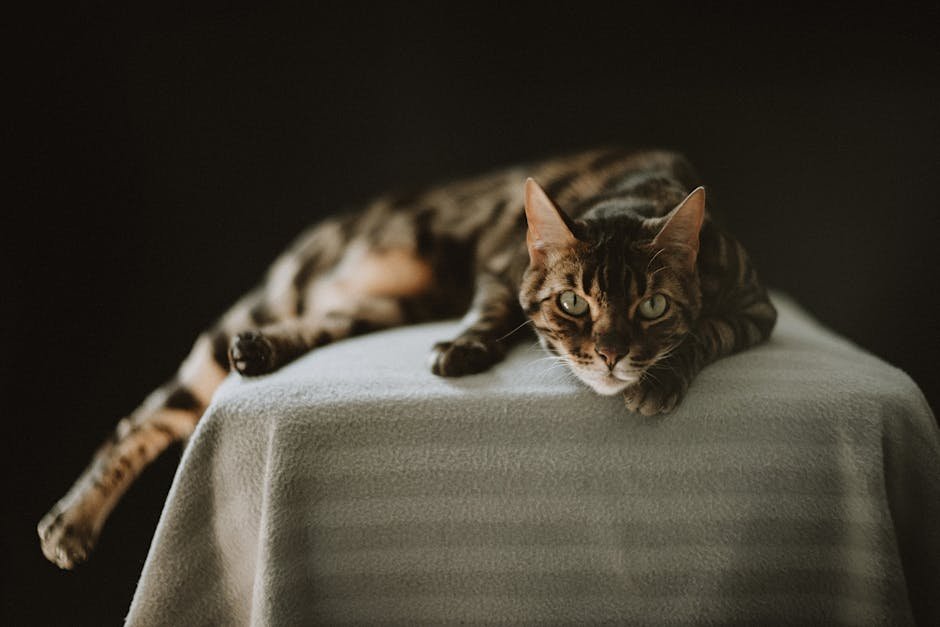 The Benefits of Regular Vet Visits (image credits: pexels)