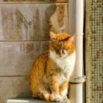 How a Cat’s Environment Affects Their Personality Development