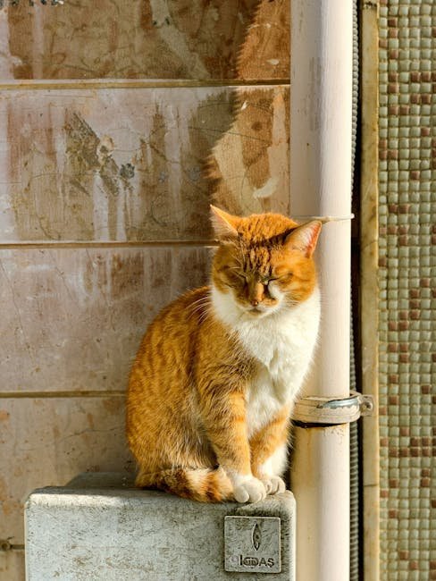 How a Cat’s Environment Affects Their Personality Development
