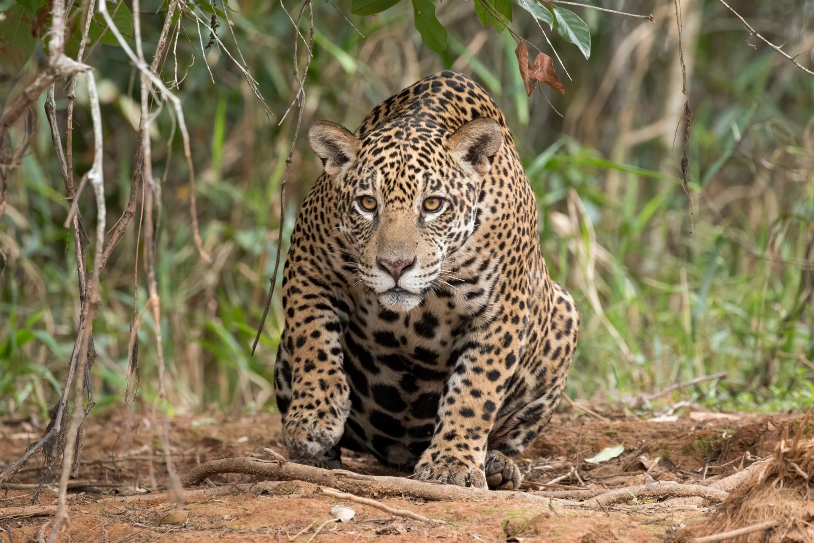 The Future of Jaguar Conservation (image credits: wikimedia)
