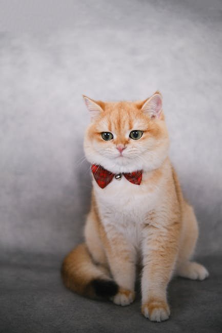 The Emotional Benefits of Purring (image credits: pexels)