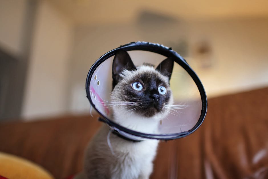 The Science Behind Cat Purring (image credits: pexels)