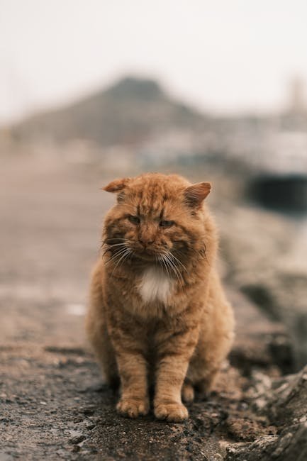 Purring and Aging (image credits: pexels)