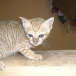 The Link Between Cat Purring and Healing: Science Explained