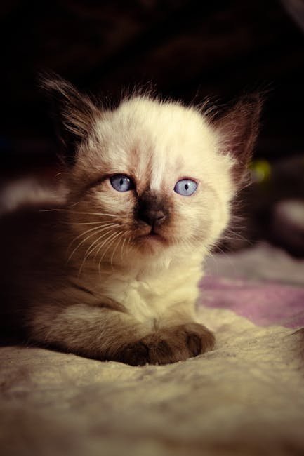 Burmese Cats (image credits: pexels)