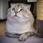 5 Cat Breeds That Are Prone to Separation Anxiety