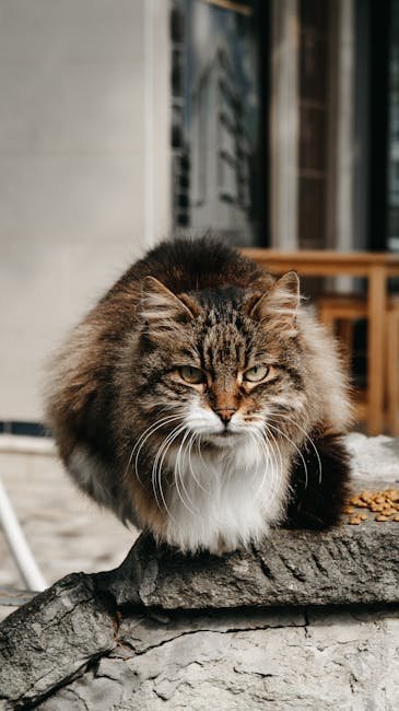 The Effect of Aging on Behavior (image credits: pexels)