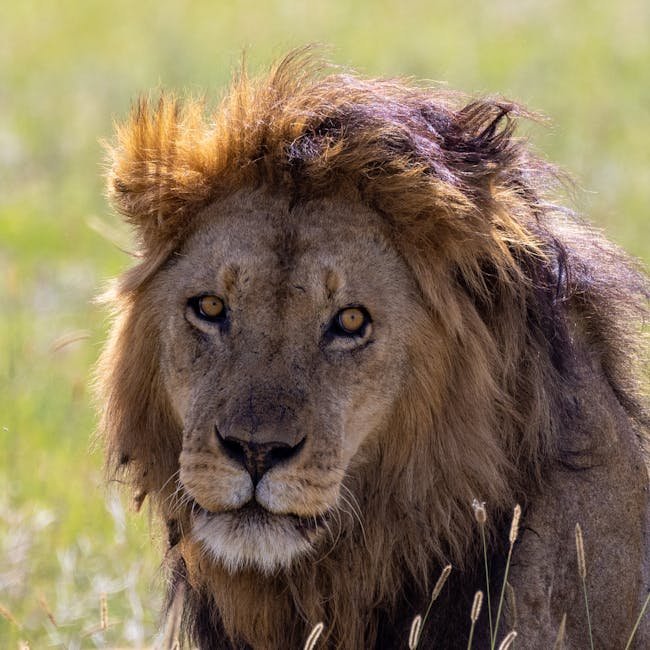 The Ripple Effect of Predation (image credits: pexels)