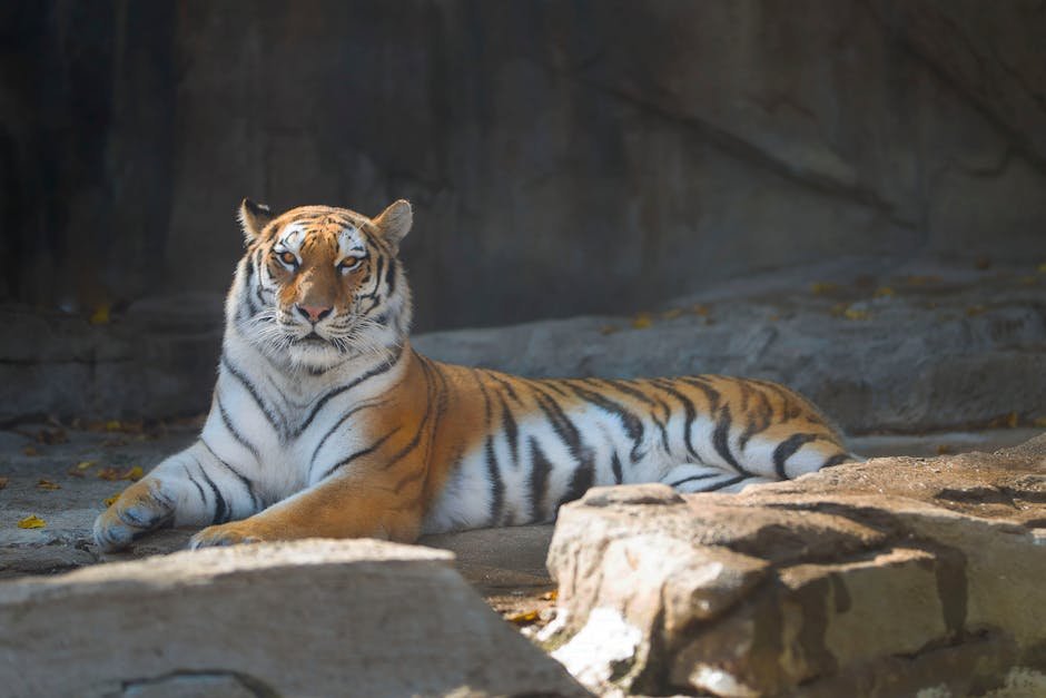 Conservation Efforts: A Global Responsibility (image credits: pexels)