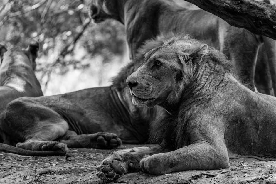 Big Cats and Local Communities (image credits: pexels)