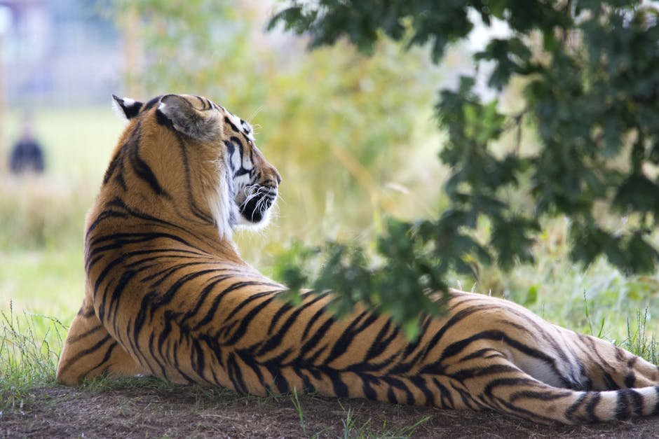The Future of Big Cats (image credits: pexels)
