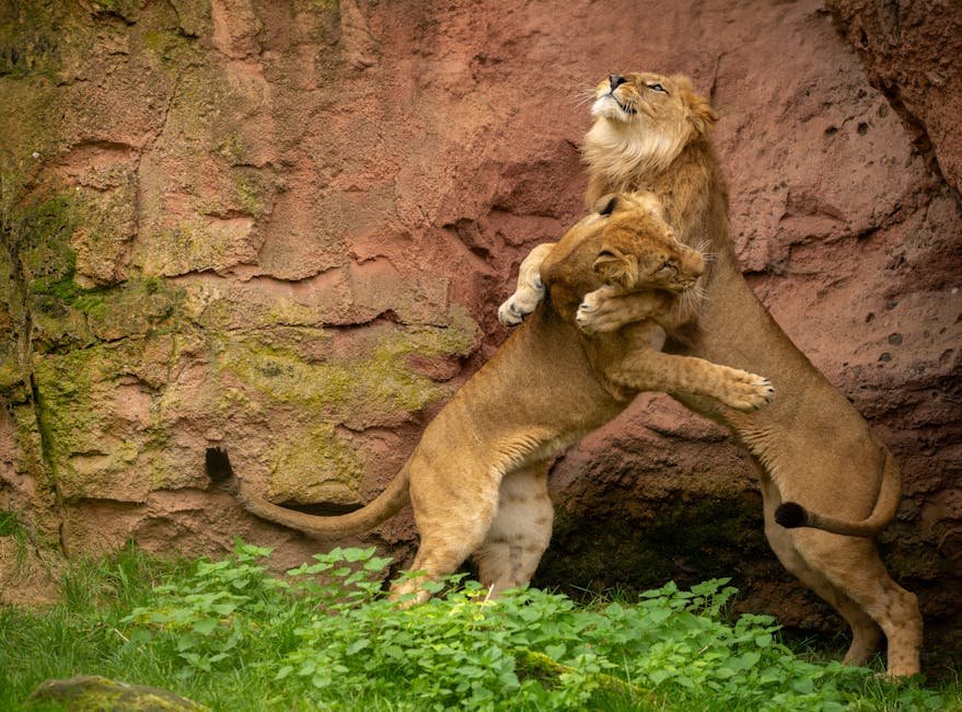 Lessons from Big Cats (image credits: pexels)