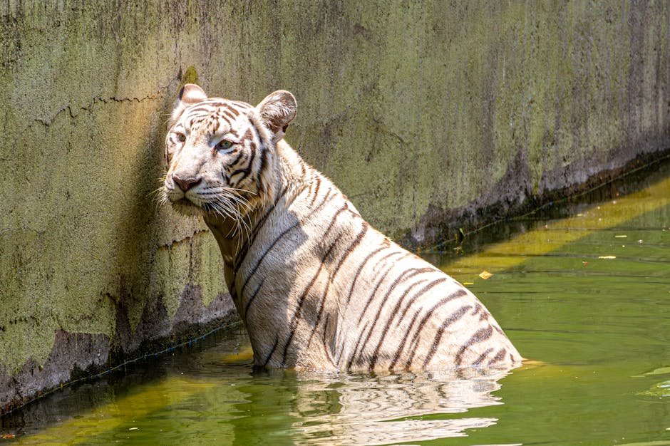 Celebrating Big Cats (image credits: pexels)