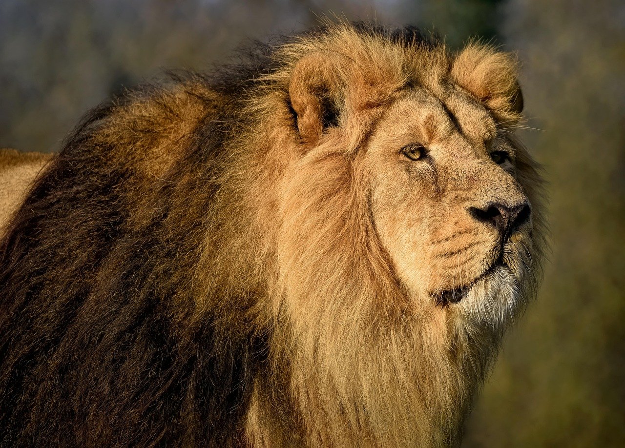 Asiatic Lion (image credits: pixabay)