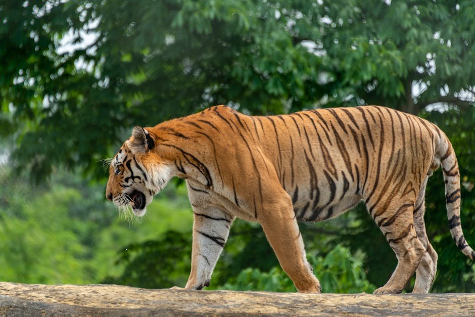 Northern Tiger Cat (image credits: pexels)