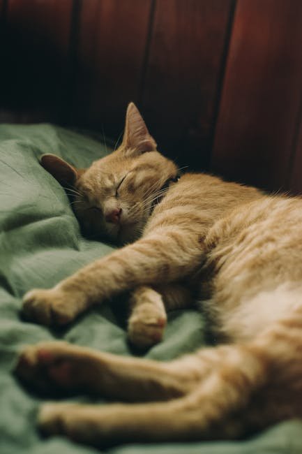 The Emotional Aspect of Cat Dreams (image credits: pexels)