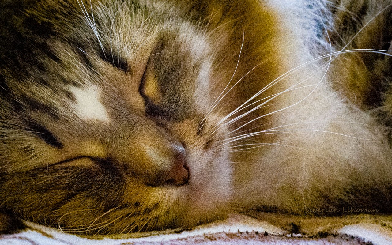 Comparing Cat and Human Dreams (image credits: wikimedia)