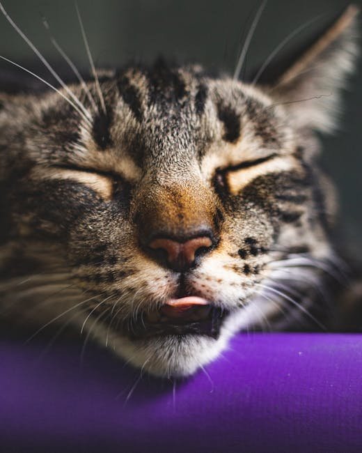 The Impact of Age on Cat Dreams (image credits: pexels)