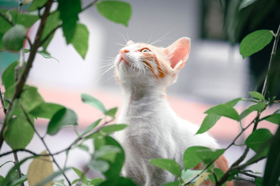 The Influence of Environment on Cat Dreams (image credits: pexels)
