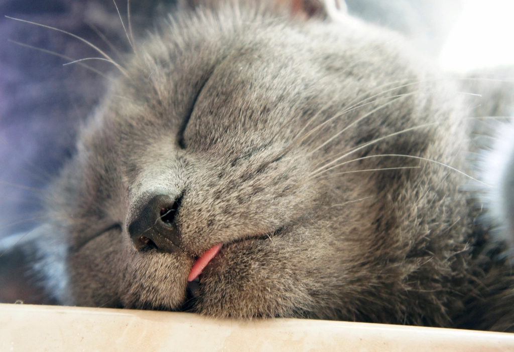 The Future of Cat Dream Research (image credits: rawpixel)