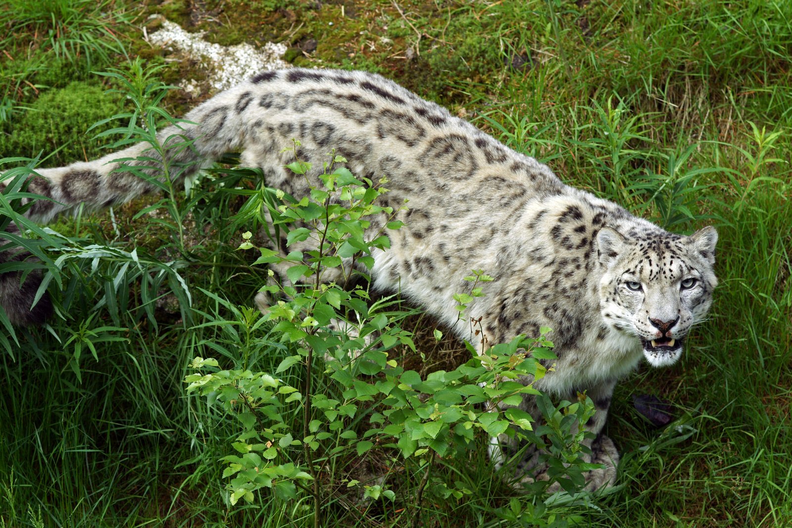 Social Behavior and Territory (image credits: wikimedia)