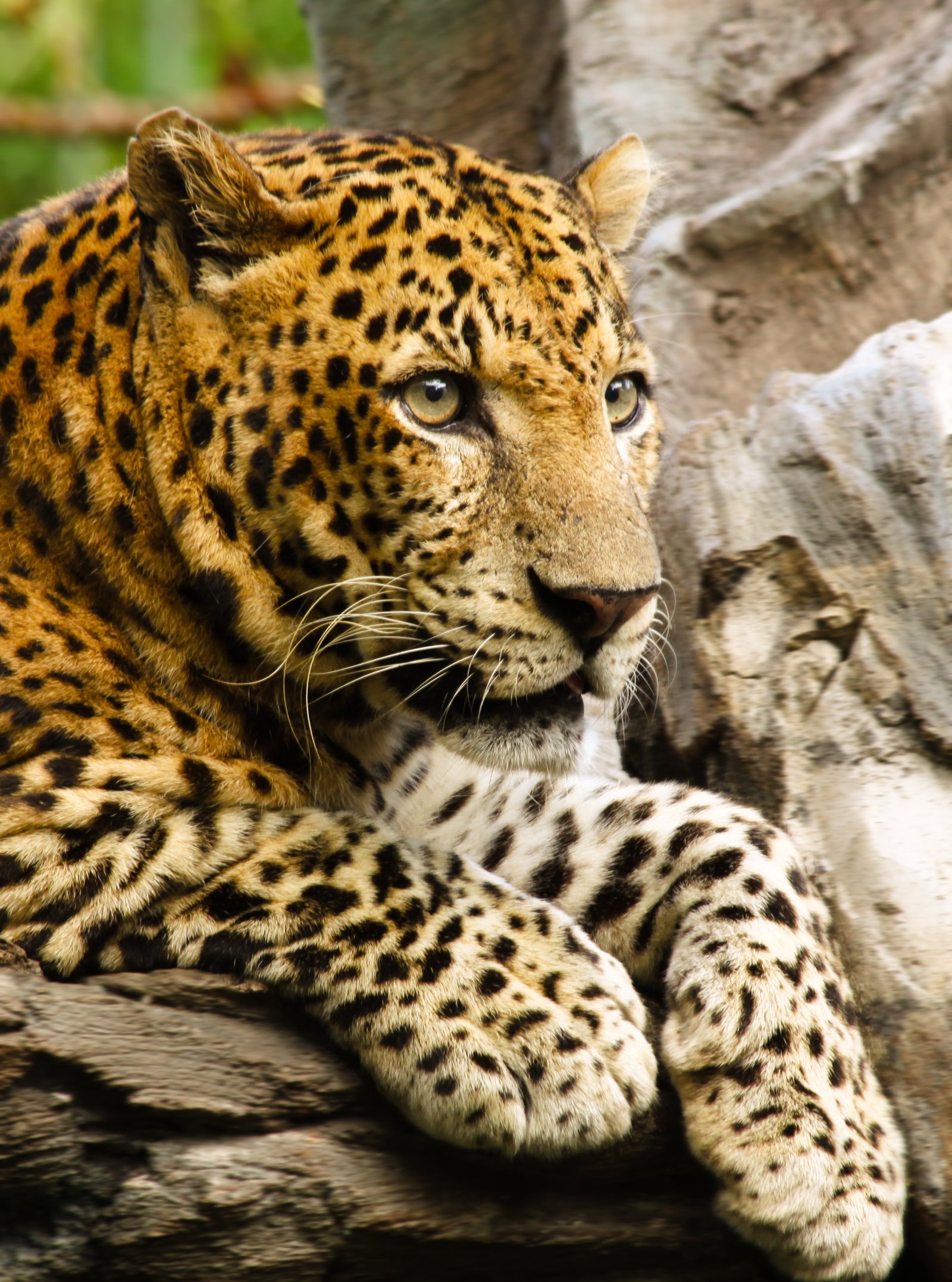 Ecotourism and Its Benefits (image credits: wikimedia)