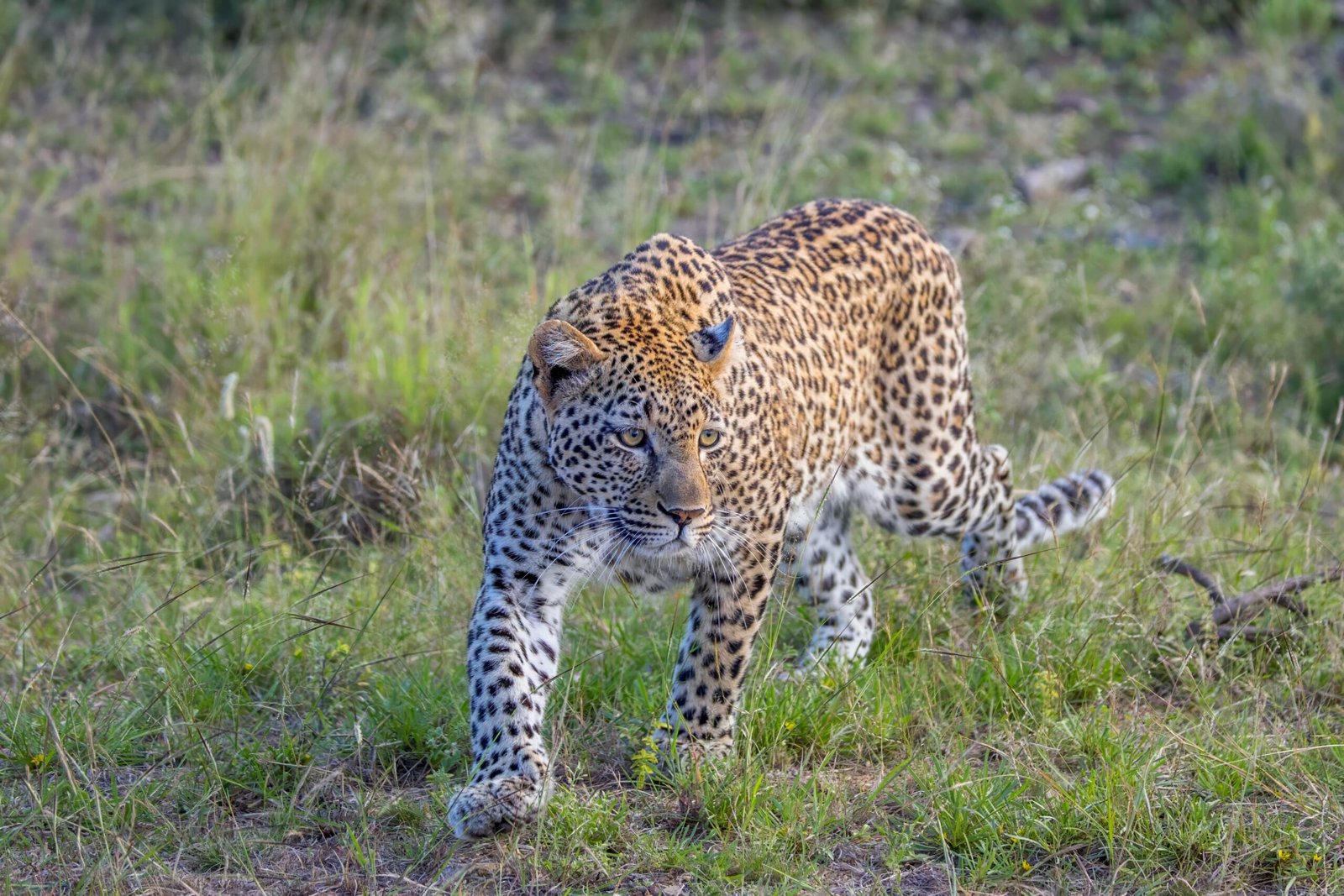 The Future of Snow Leopards (image credits: wikimedia)