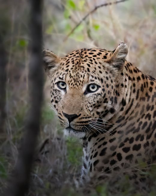 Celebrating Snow Leopards (image credits: pexels)