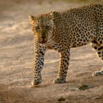 The Differences Between How Big Cats and Small Cats Hunt