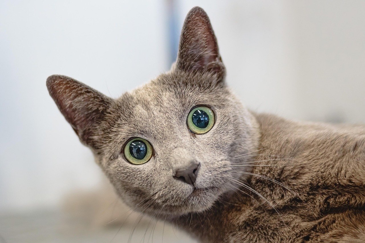 Grooming Tools for Cat Owners (image credits: pixabay)