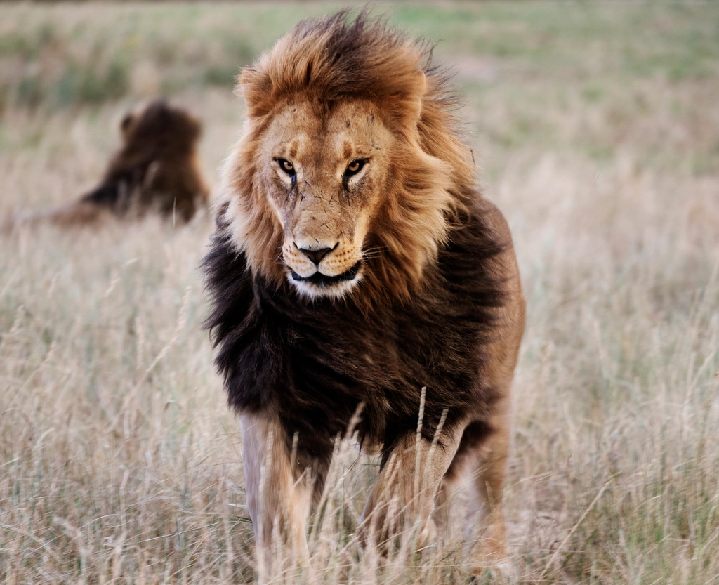 The Role of Wildlife Sanctuaries (image credits: rawpixel)