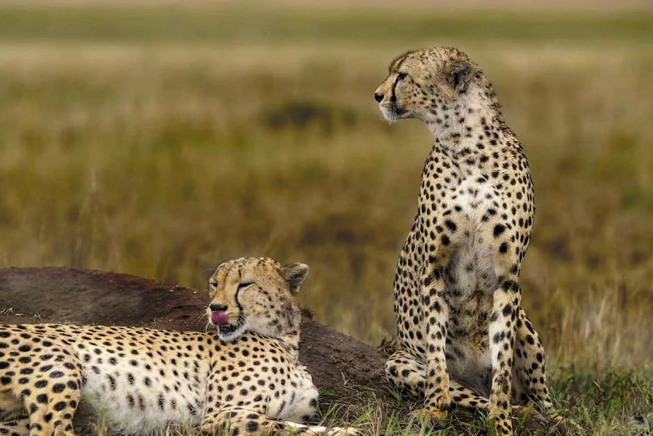 The Ethical Considerations of Big Cat Conservation (image credits: pexels)