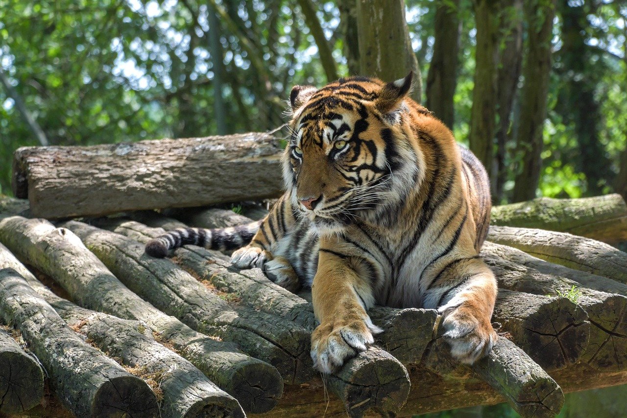 The Critically Endangered Sumatran Tiger (image credits: pixabay)
