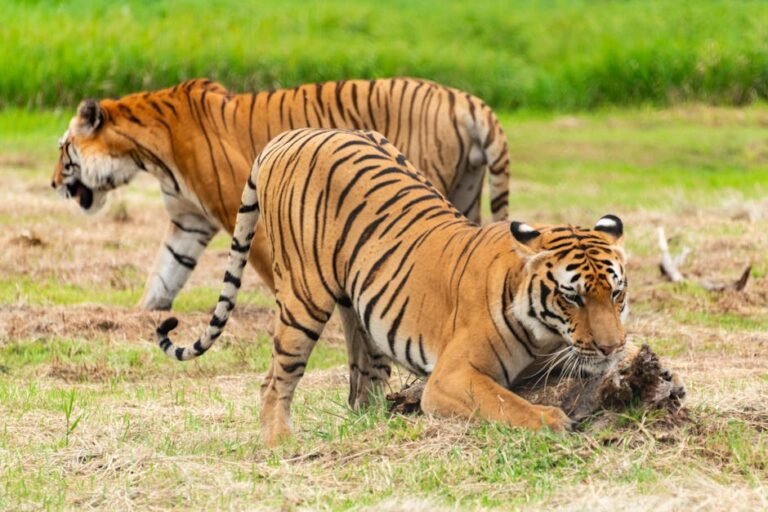 Different Big Cat Species