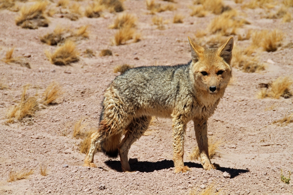The Role of Big Cats in Tourism (image credits: rawpixel)