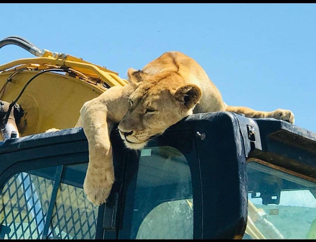 The Connection Between Big Cats and Humans (image credits: wikimedia)