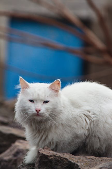 Understanding Senior Cat Age (image credits: pexels)