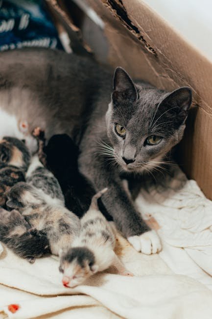 Litter Box Considerations (image credits: pexels)