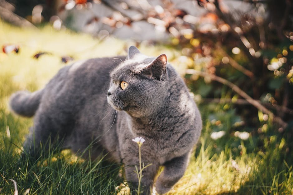 Territorial Behavior (image credits: pexels)