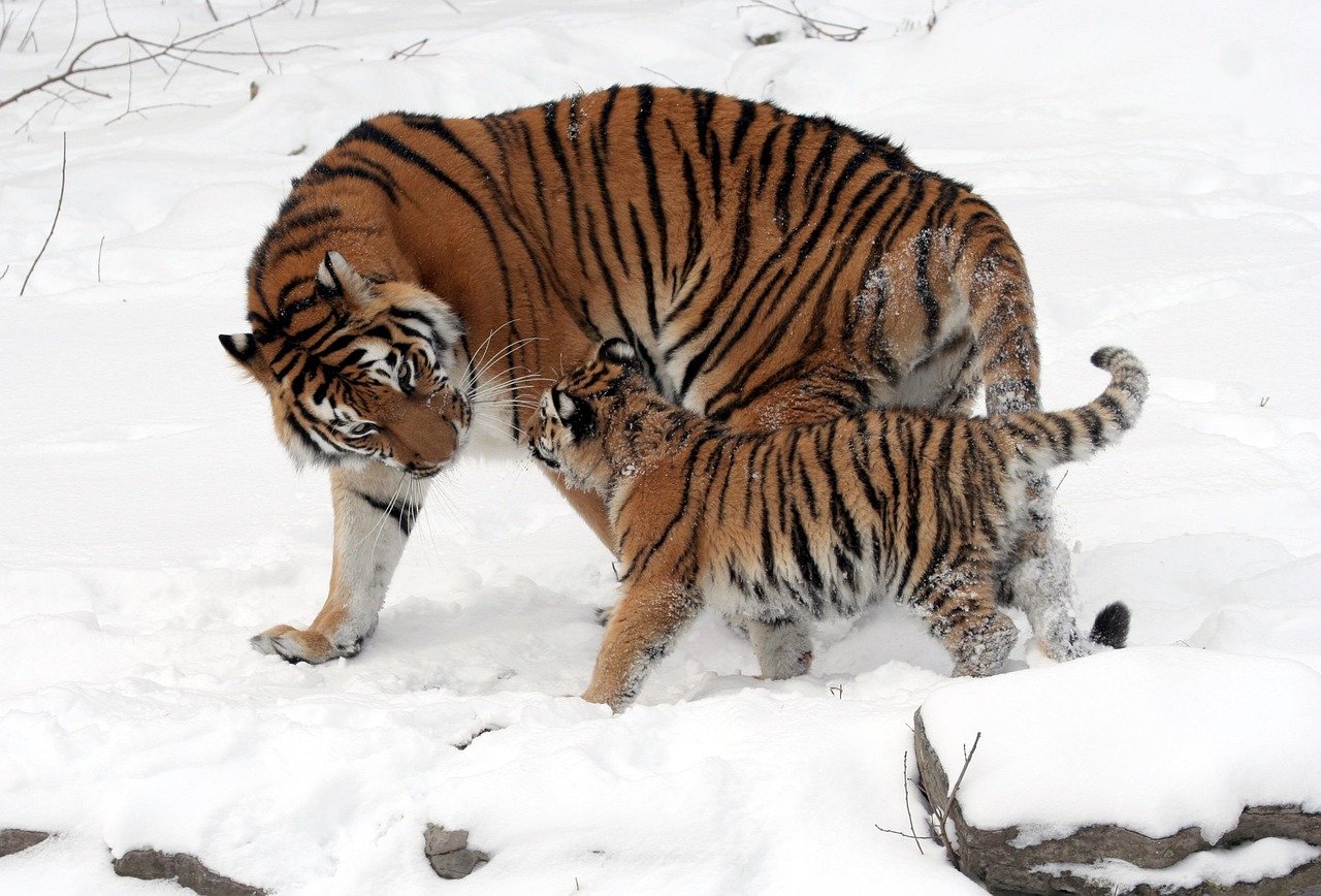 The Role of the Mother: A Lifelong Mentor (image credits: pixabay)