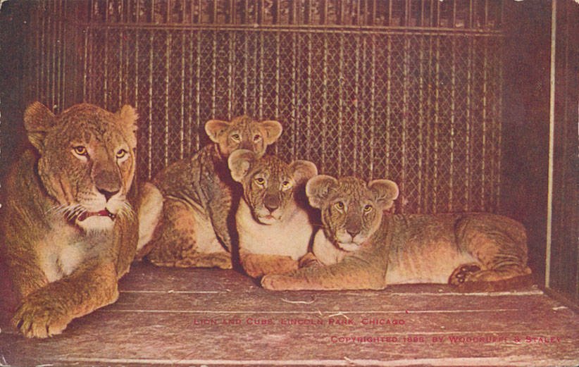 The Legacy of Ancestors: Inherited Wisdom and Tradition (image credits: wikimedia)