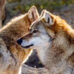 How Big Cats Develop Survival Skills in the First Year of Life