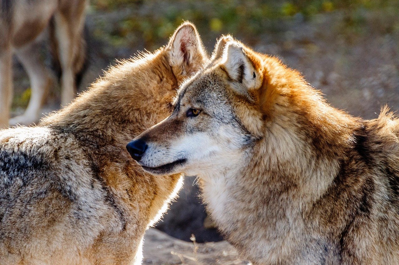 How Big Cats Develop Survival Skills in the First Year of Life