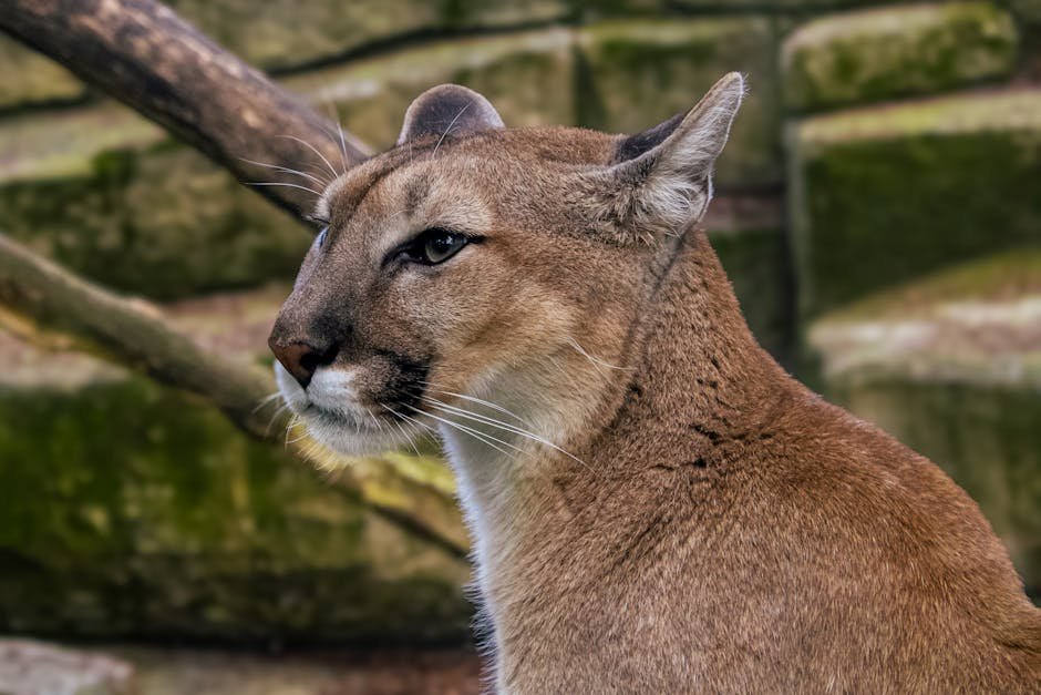 The Marking Rituals of Cougars (image credits: pexels)