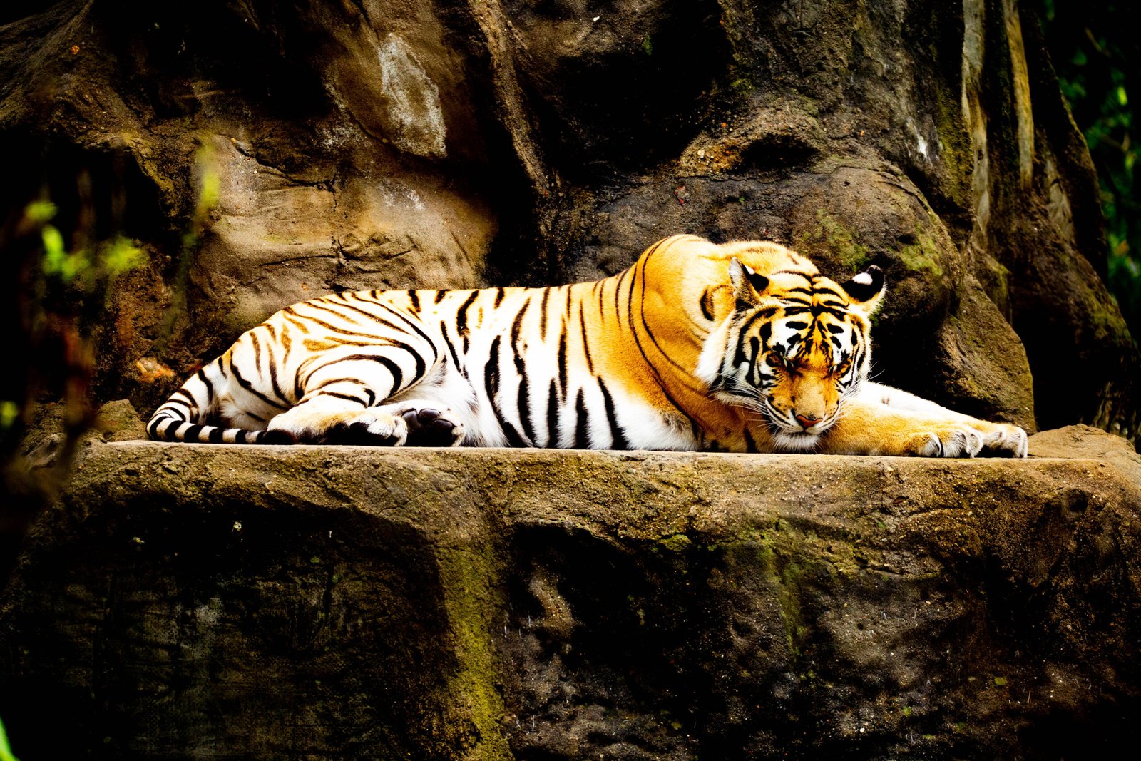 Physical Displays of Dominance (image credits: wikimedia)