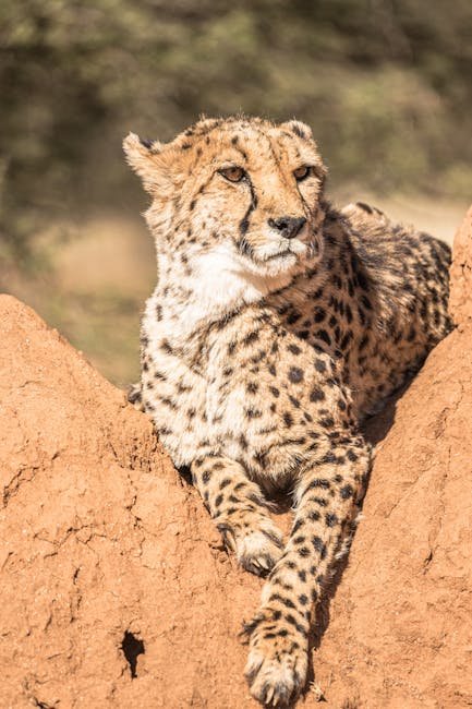 The Role of Technology in Monitoring Territories (image credits: pexels)