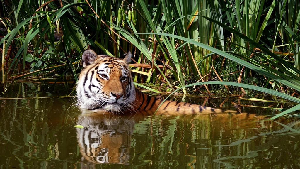 The Importance of Community Involvement in Conservation (image credits: rawpixel)