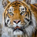 How Big Cats Maintain Their Territories and Defend Their Borders