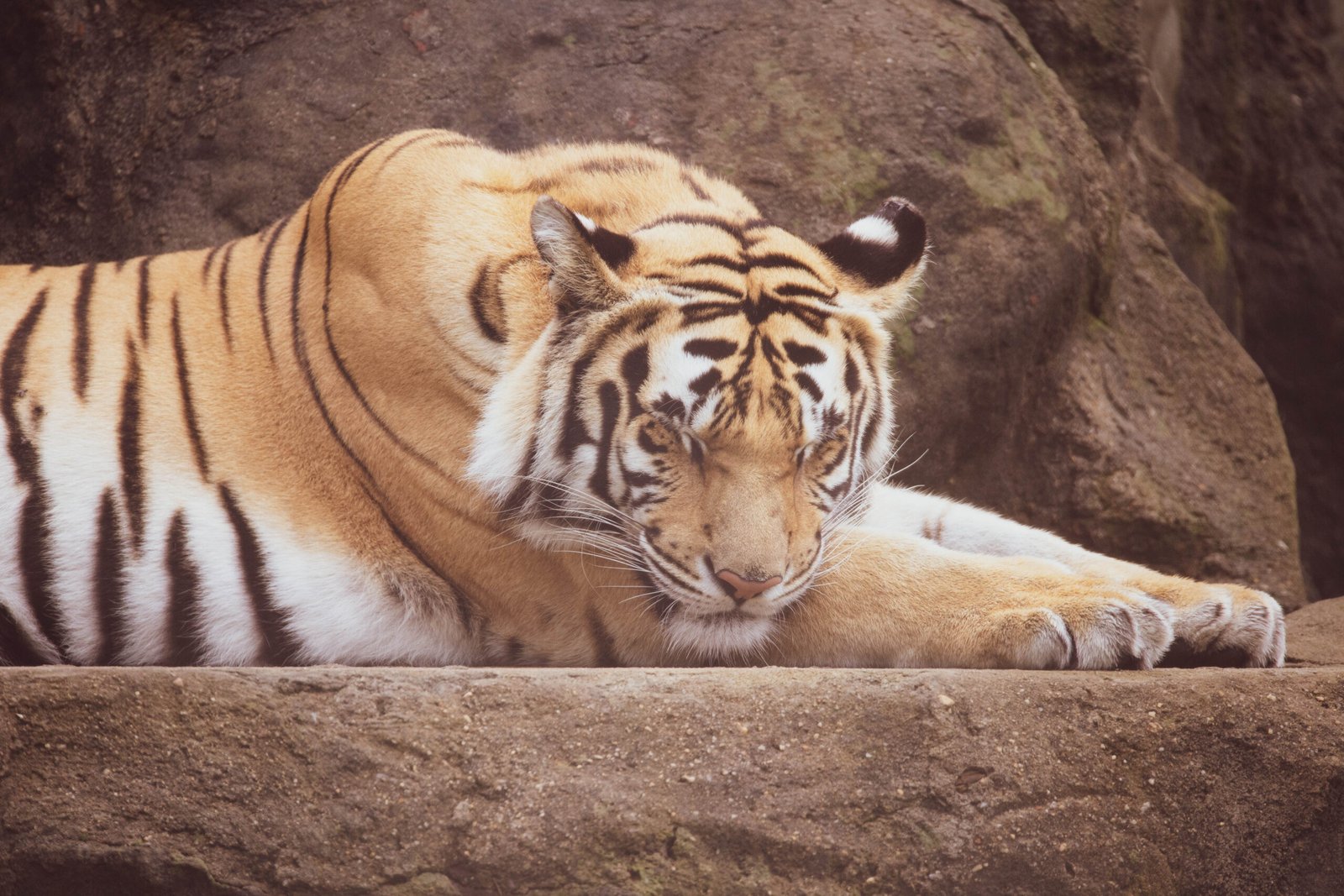 Physical Displays of Dominance (image credits: wikimedia)